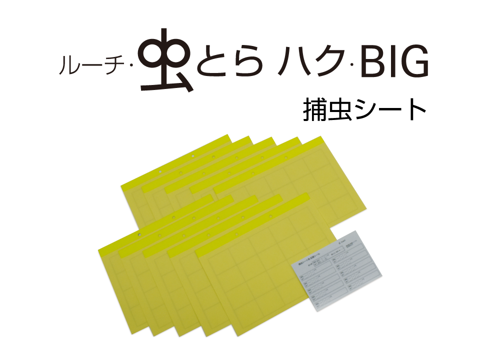 虫とらBIG捕虫シートC LMT-S-C
